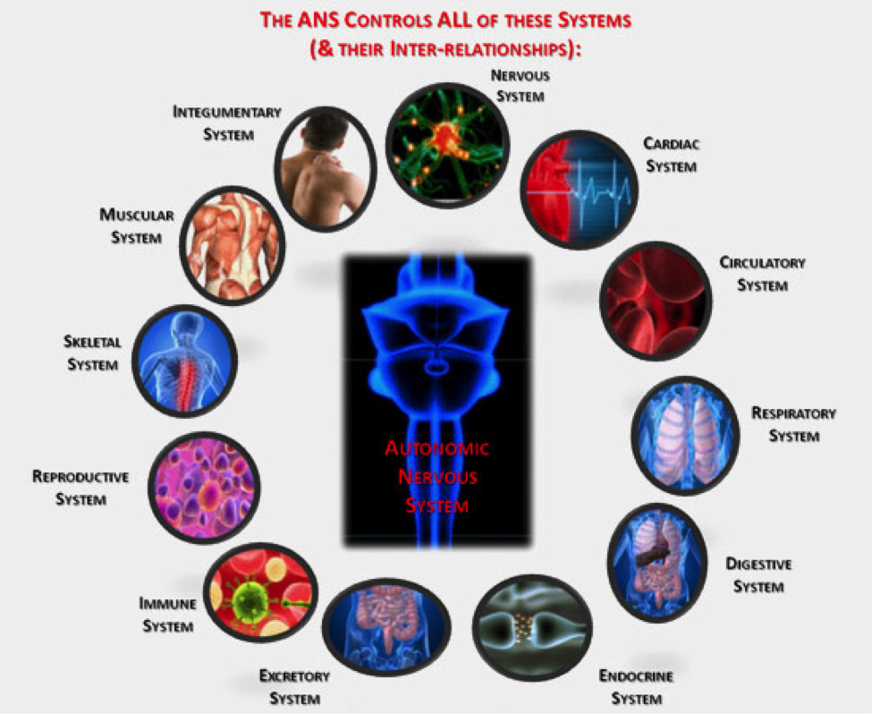 Description: Autonomic Nervous System (ANS)